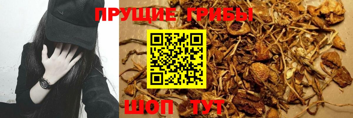 Псилоцибиновые грибы Psilocybine cubensis Котлас